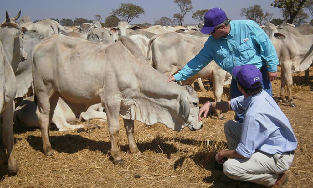student with cattle