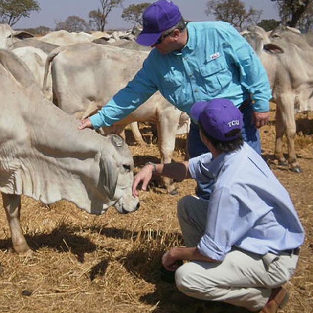 The TCU Ranch Management Program conducts extensive research into farming and resource management (photo courtesy of TCU).